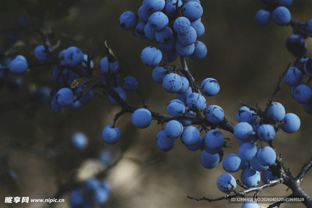 蓝紫色浆果特写