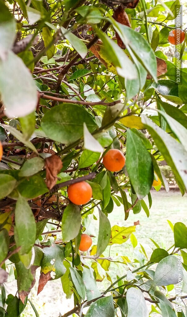 枝头挂着的鲜艳柿子