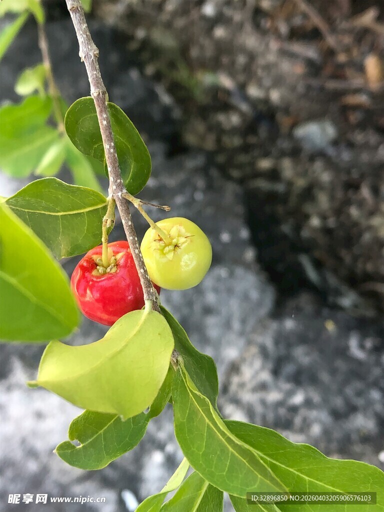 枝头鲜艳果实与绿叶