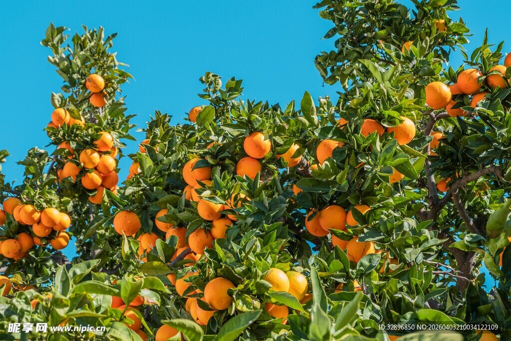 挂满橙子的繁茂果树