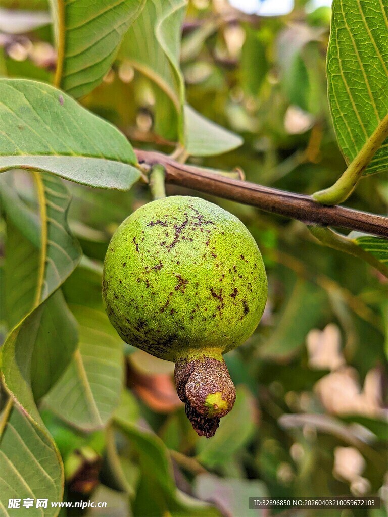 枝头青果