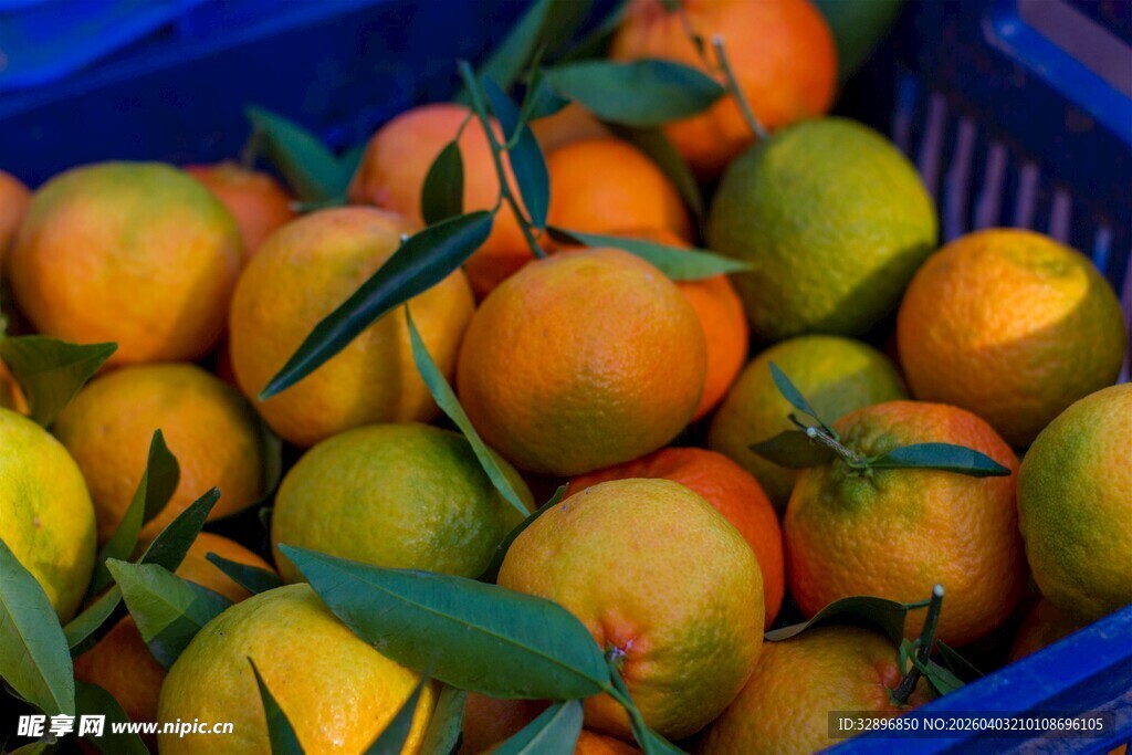 蓝筐中的新鲜带叶柑橘