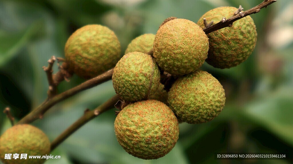 枝头饱满的新鲜荔枝