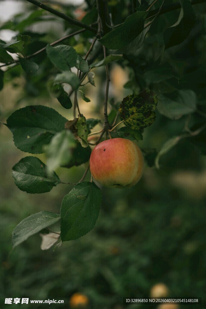 枝头鲜艳苹果