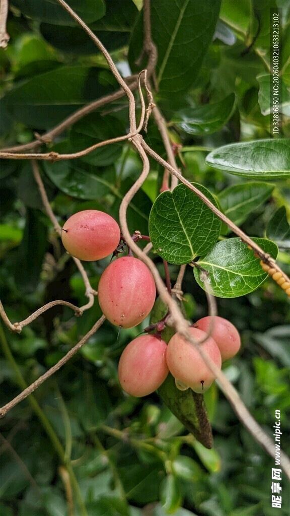 枝头红果挂绿叶间
