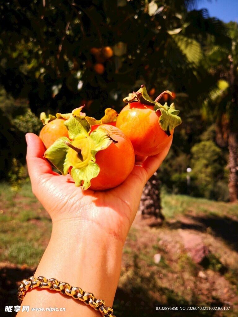 手捧新鲜诱人的小番茄