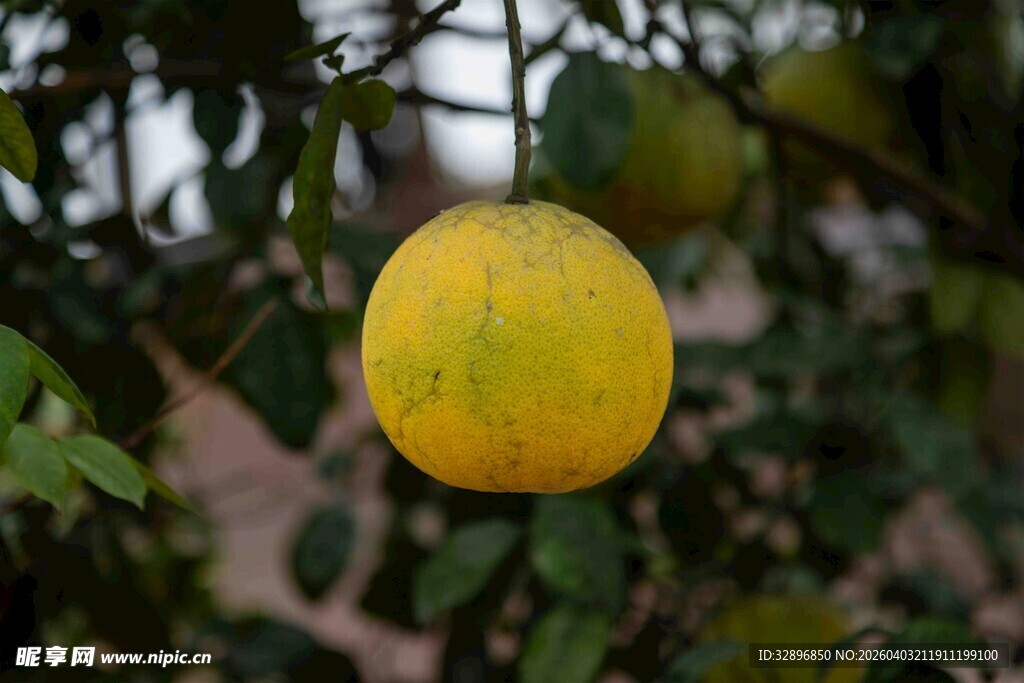 枝头黄澄澄的新鲜柚子
