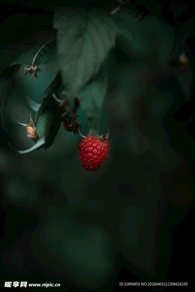 绿叶间的红果与昆虫