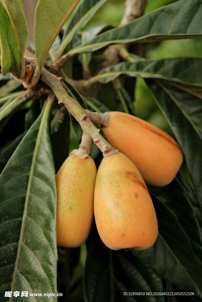 枝头挂果的金黄枇杷