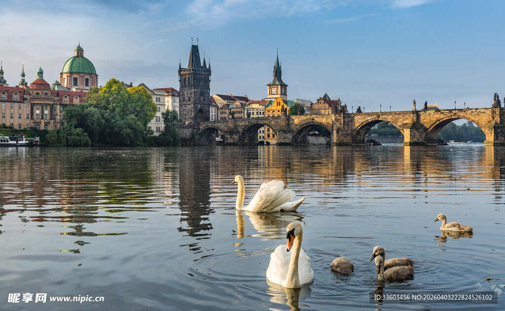 布拉格河畔天鹅与小鸭