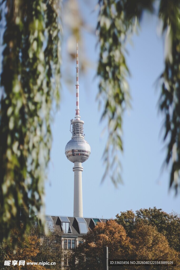 透过枝叶看高耸电视塔