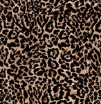 豹纹图案纹理