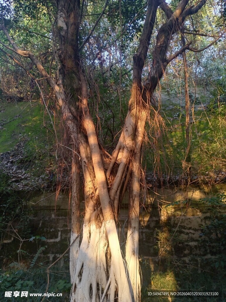 夕阳下的树木与光影美景