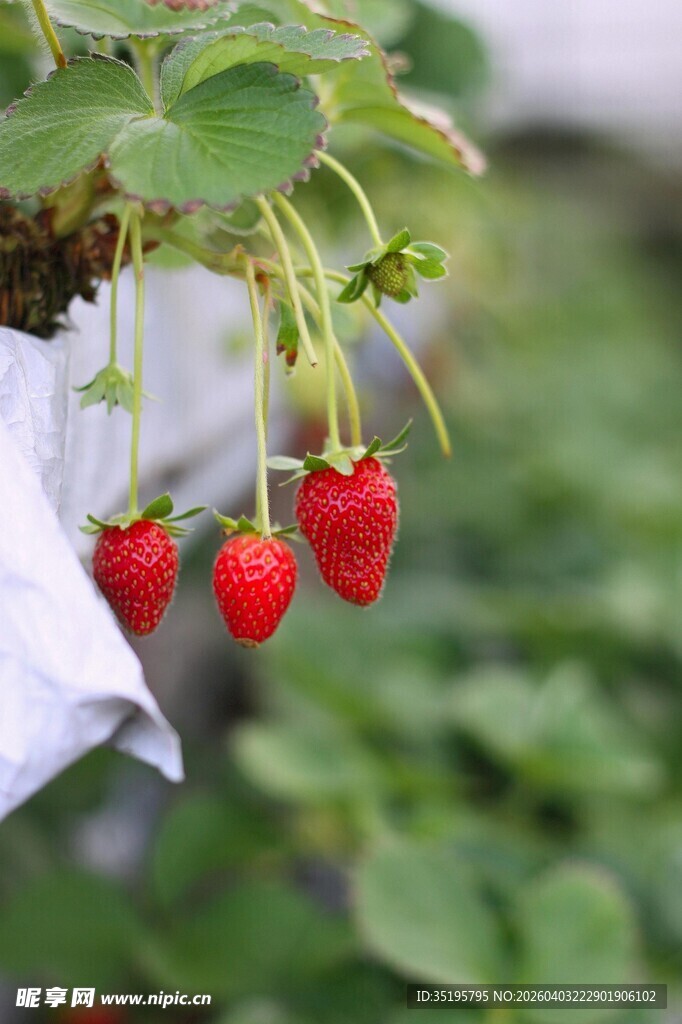 悬挂的鲜红草莓果实