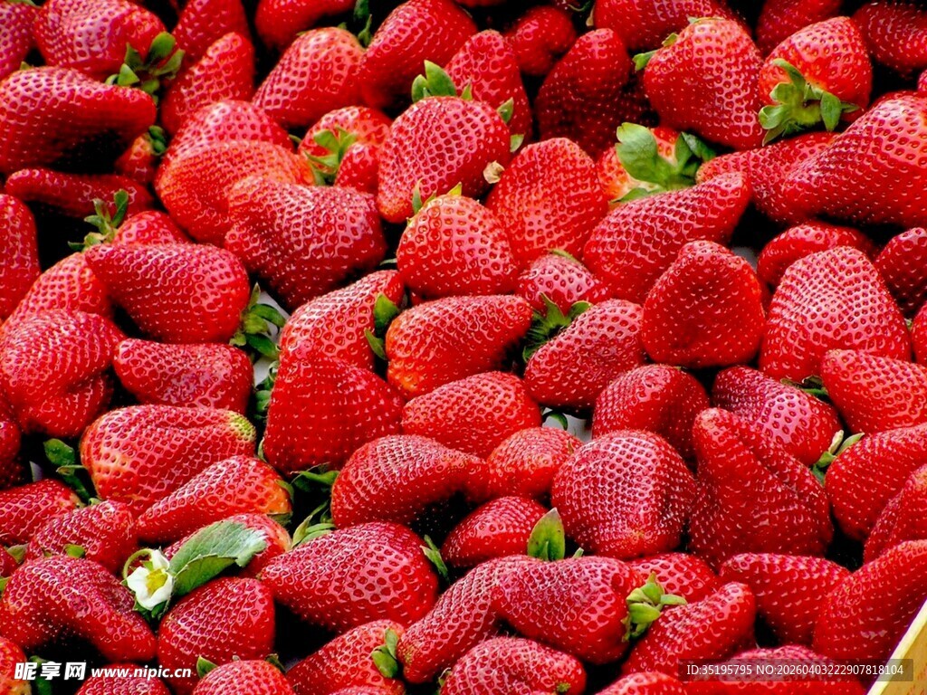 新鲜饱满的草莓堆