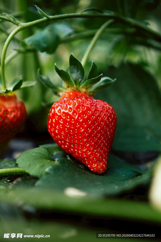 鲜红饱满的成熟草莓