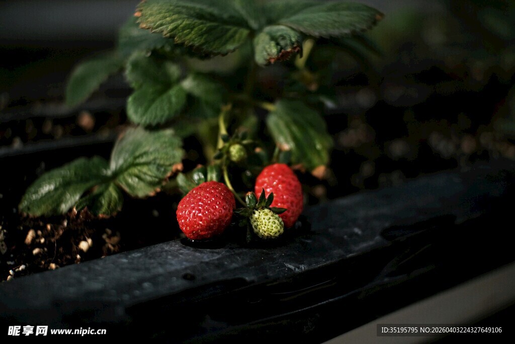 成熟草莓与绿叶的美妙组合