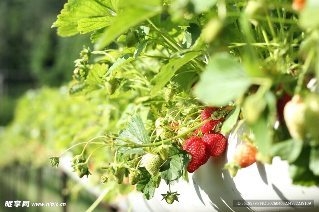 悬挂盆栽中的鲜红草莓