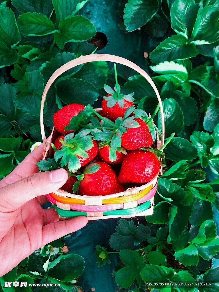 手捧彩篮鲜草莓