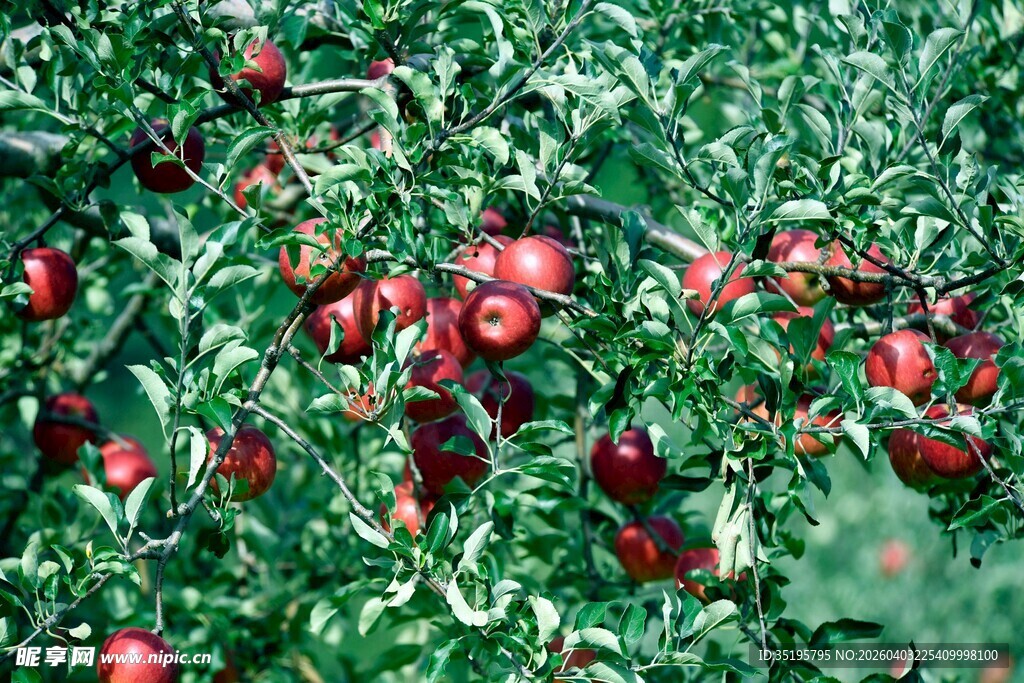 硕果累累的苹果园