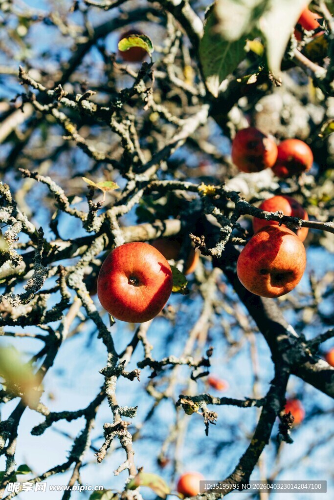 枝头红苹果秋日好风光