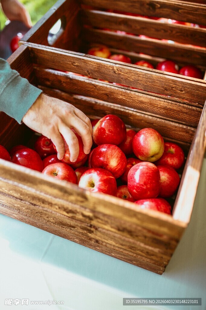 手挑木筐中的新鲜红苹果
