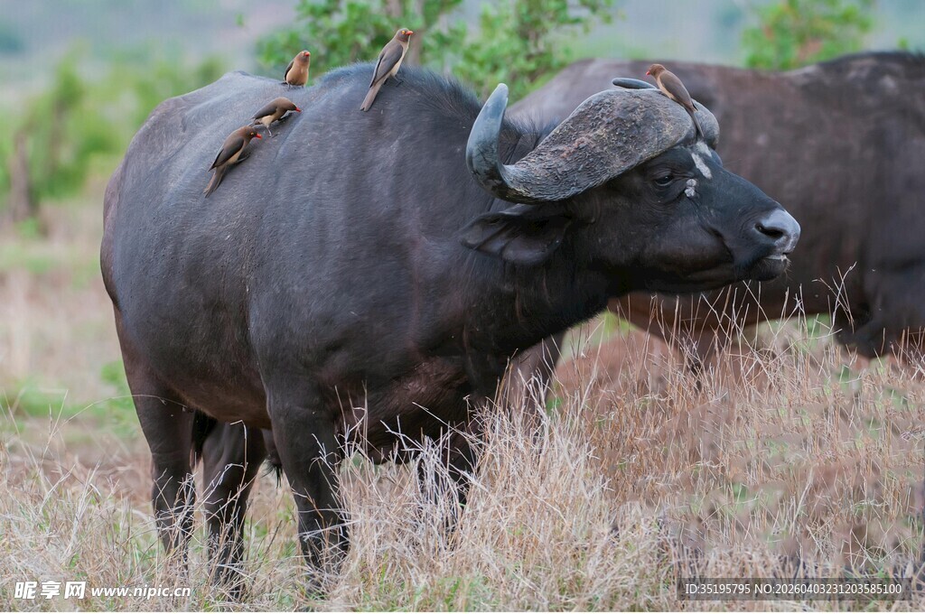 草原上的黑色水牛