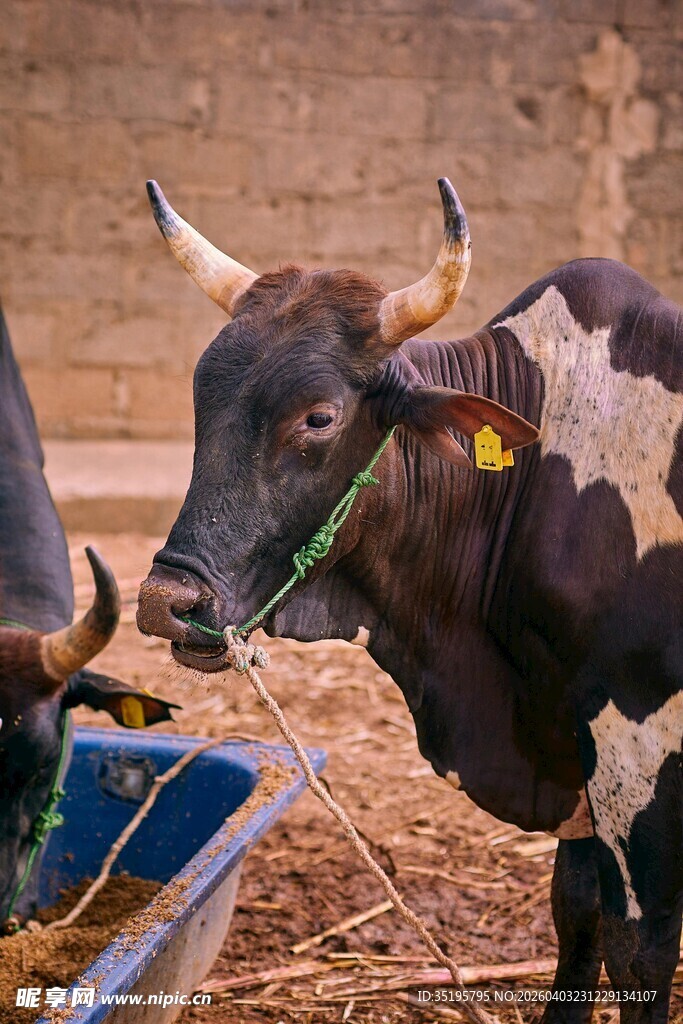 圈舍中的带耳标黑牛