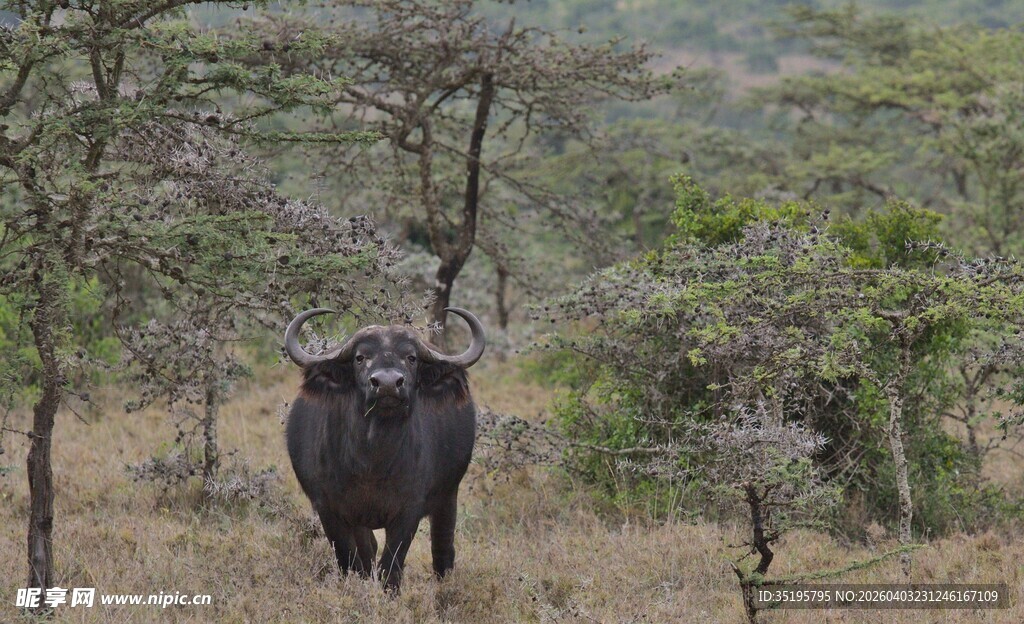 草原上的黑色水牛