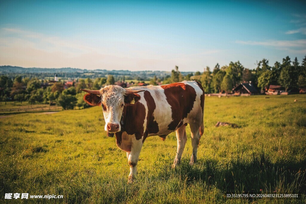 草原上的奶牛