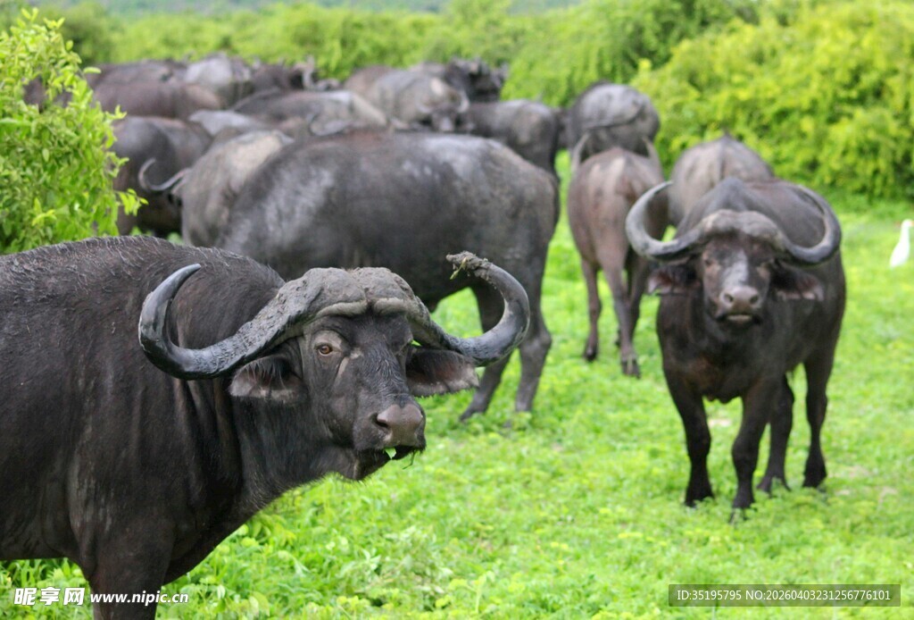 草原上的水牛群