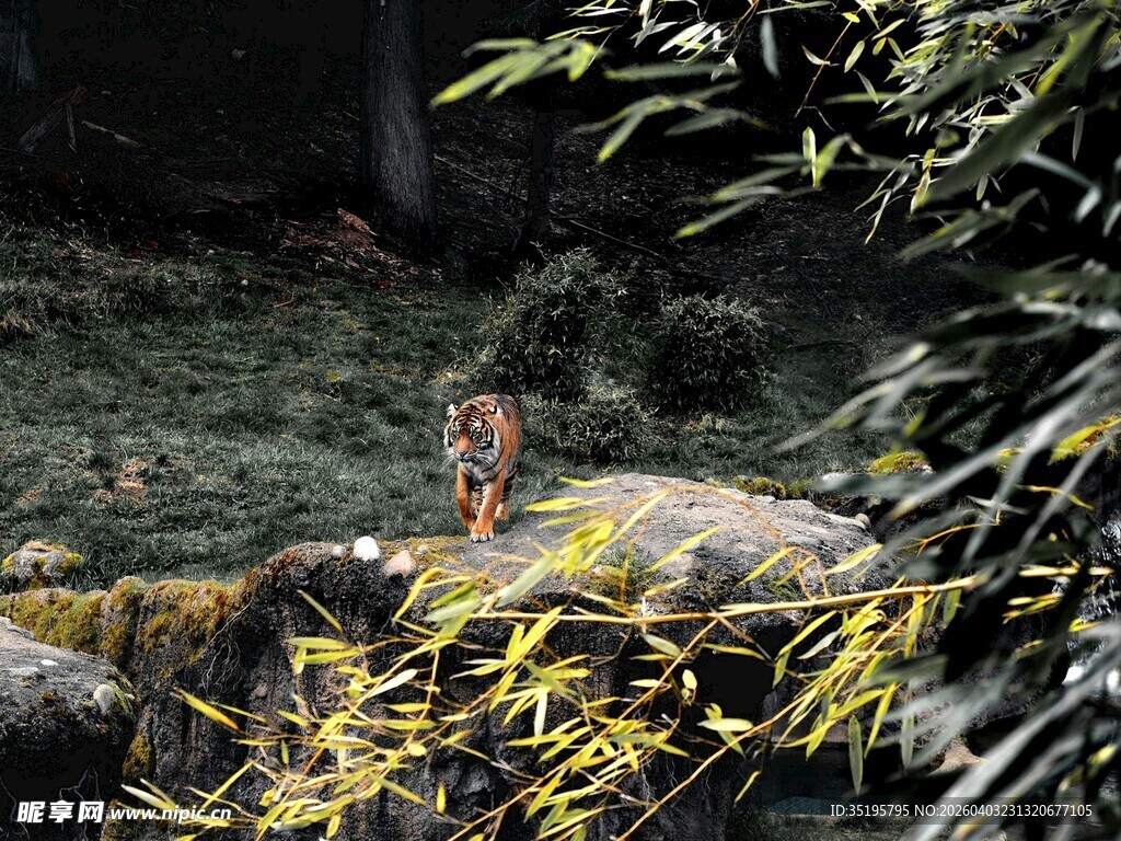 竹林间的灵动猴子