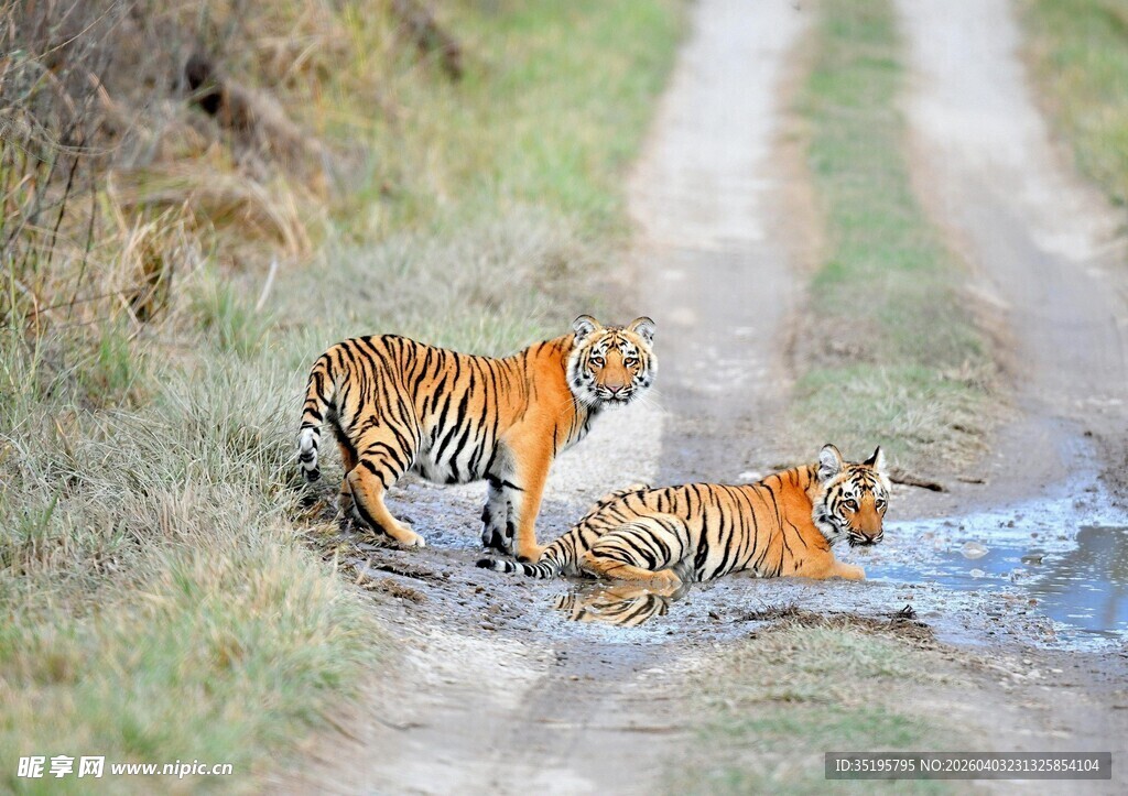 双虎于路畔嬉戏