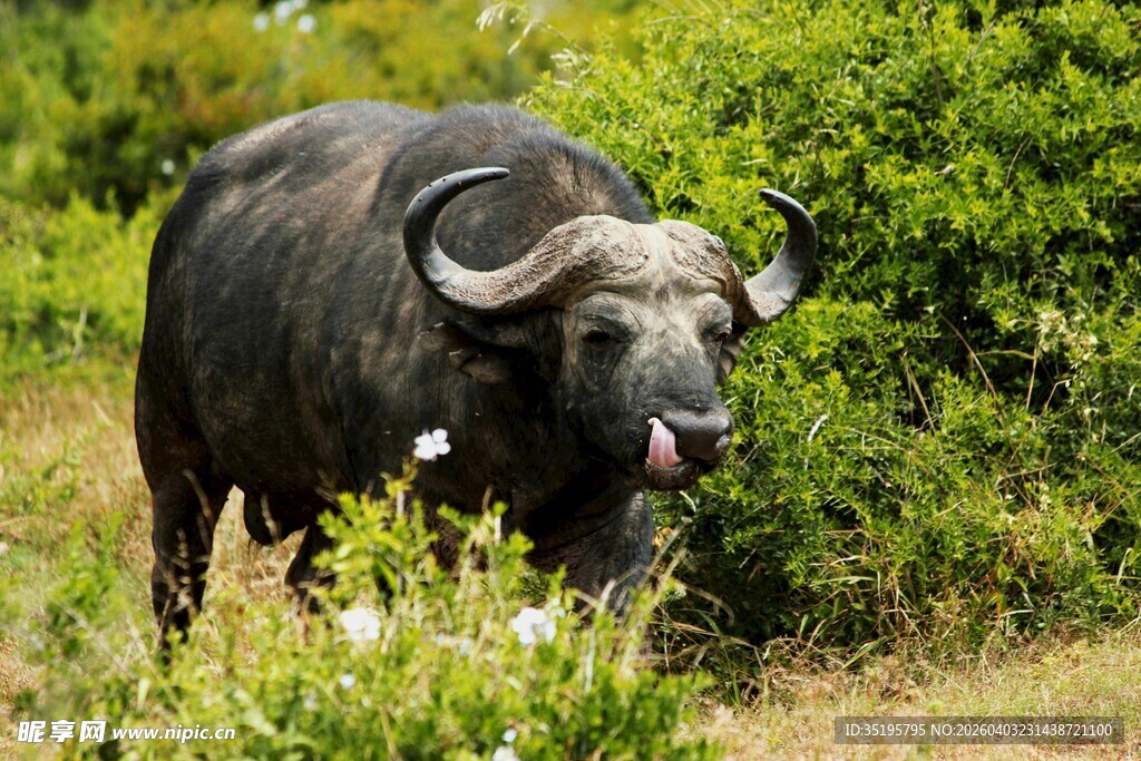 草原上的水牛