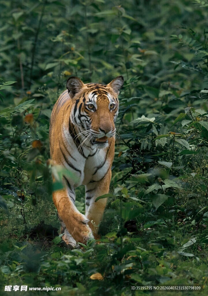 森林中行走的斑斓猛虎