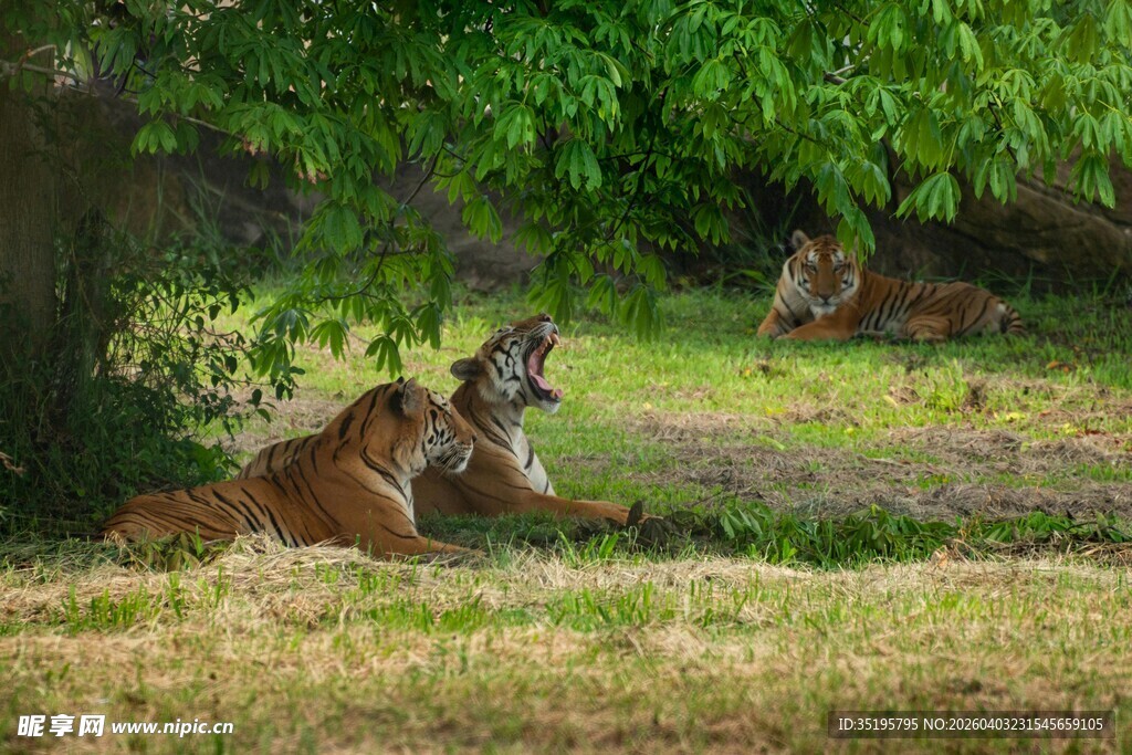 树荫下休憩的几只老虎