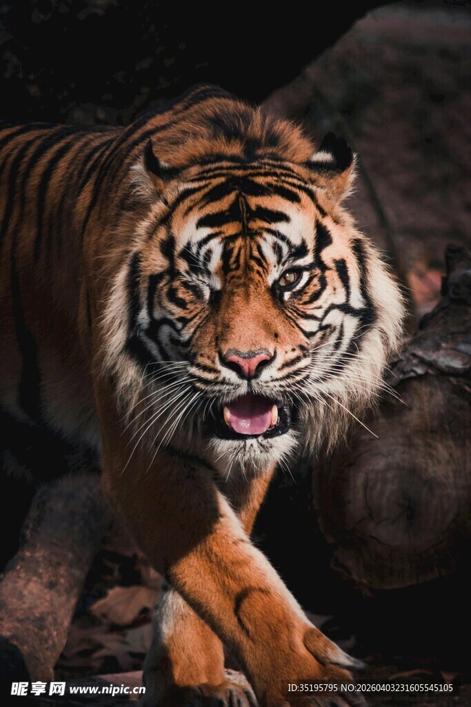 威猛老虎霸气前行