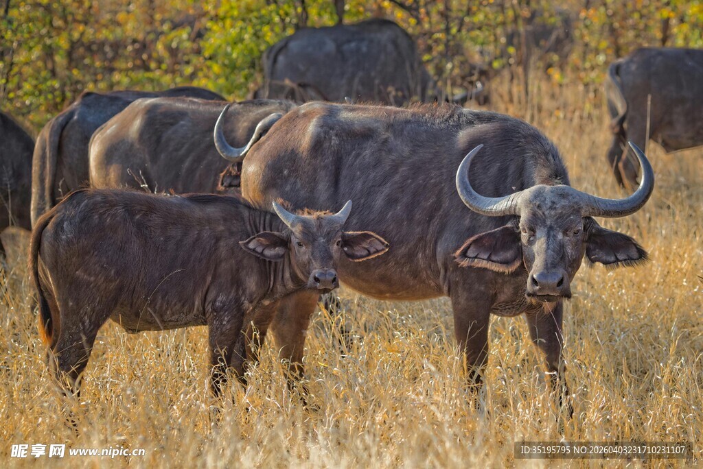 草原上的水牛群