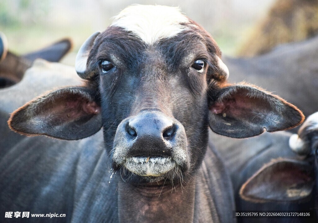 张嘴露齿的可爱黑牛
