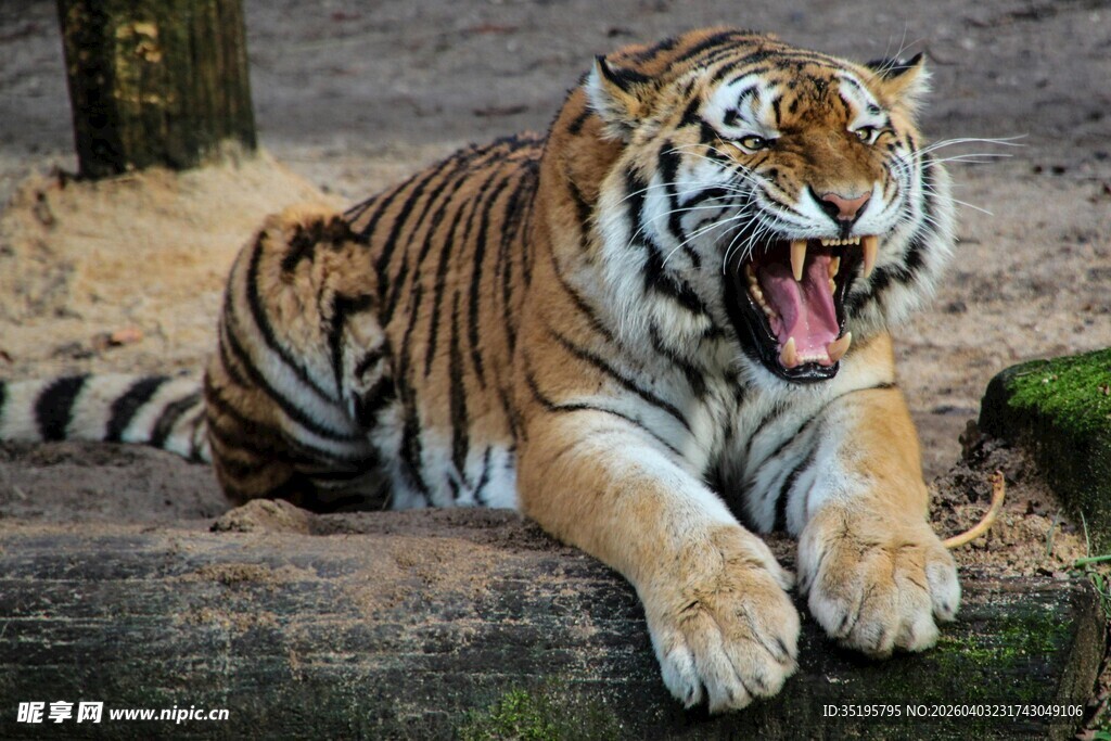 张嘴趴卧的斑斓老虎
