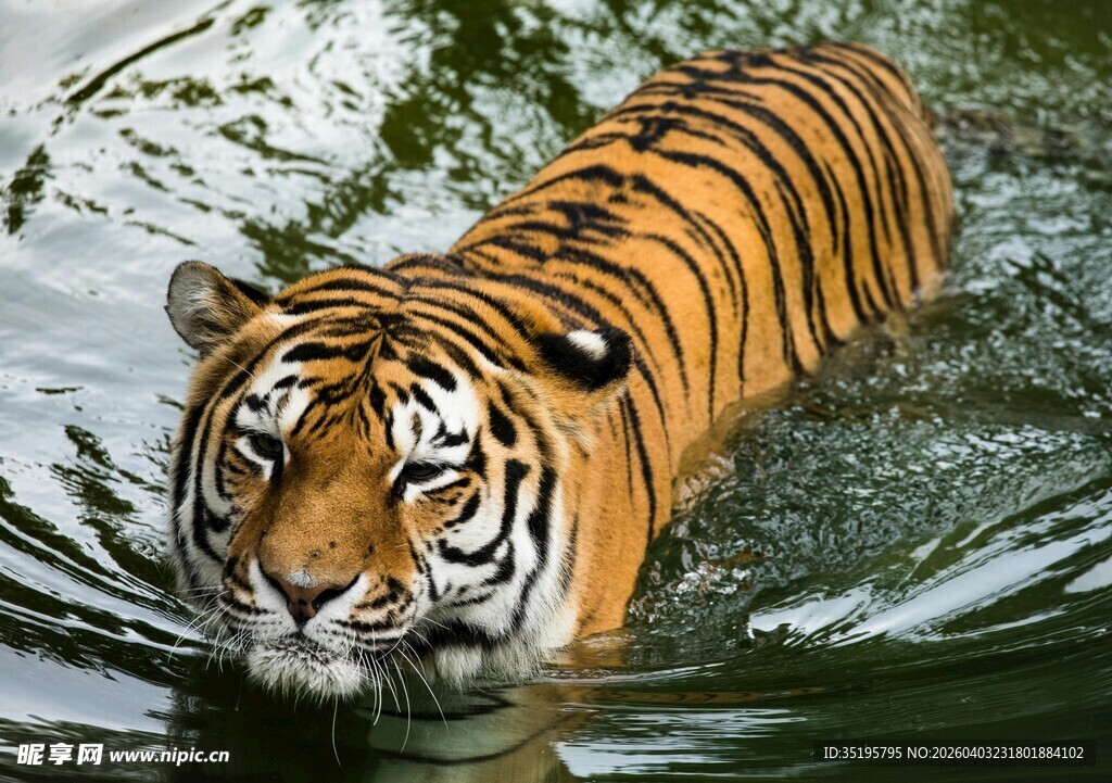 水中漫步的斑斓猛虎