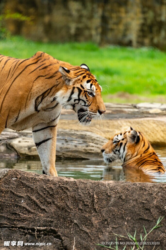 虎在水边互动场景