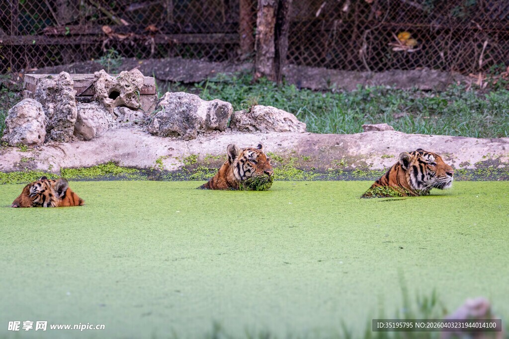 河马群在绿水域休憩