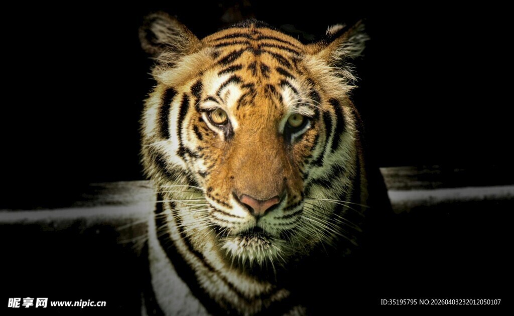 黑暗中凝视的威猛老虎