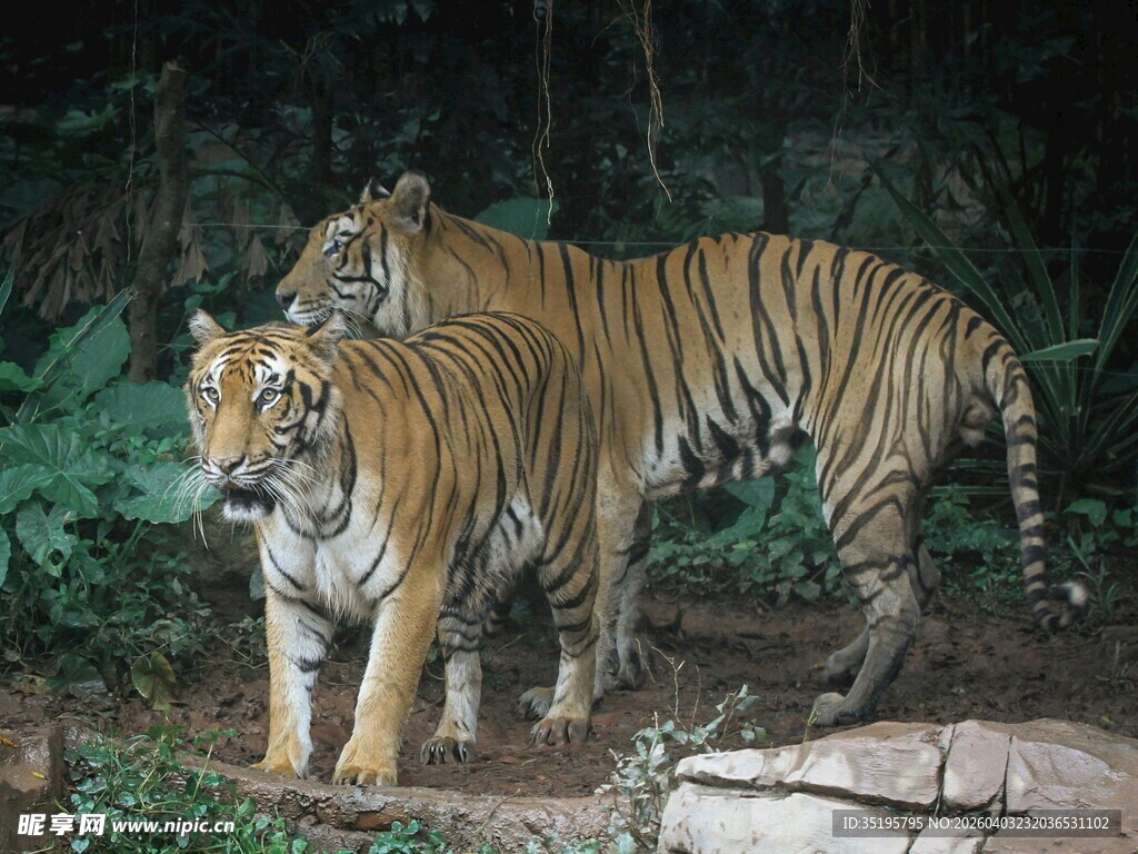 双虎漫步丛林间