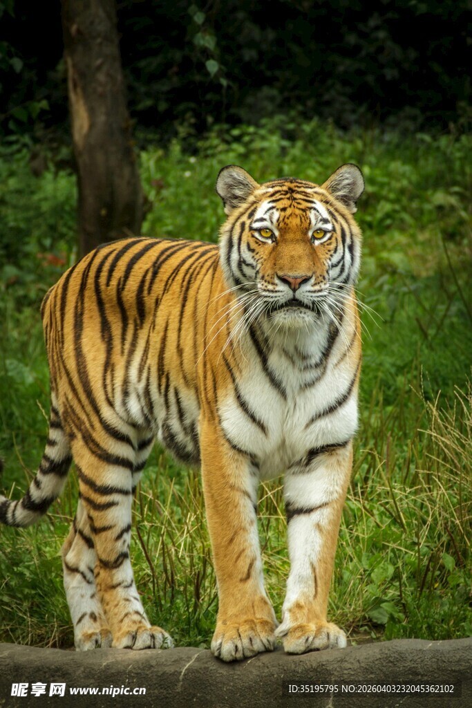 站立的斑斓猛虎