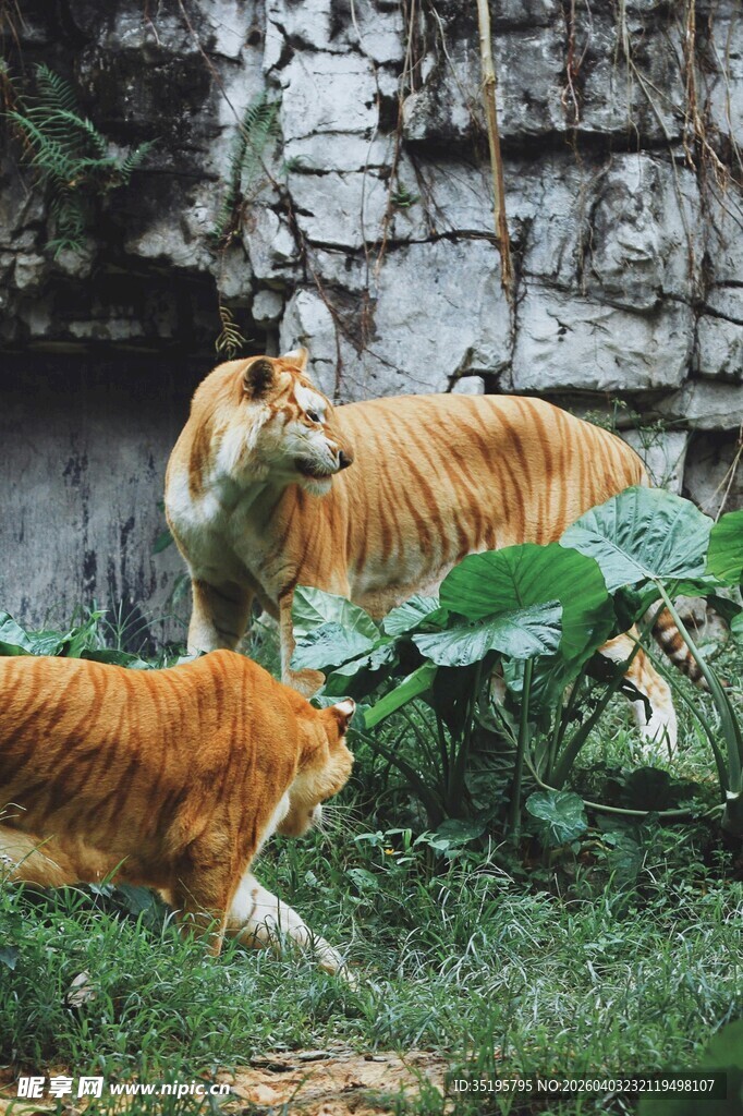 两只猫在绿植旁的场景