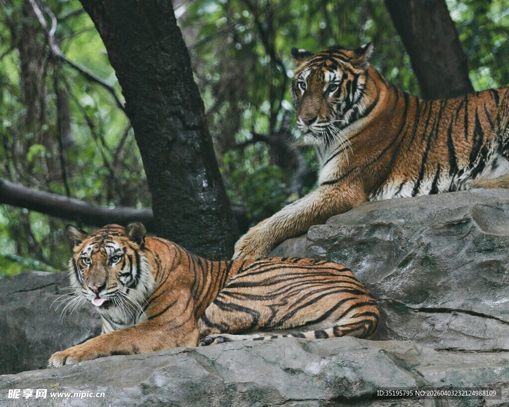 岩石上休憩的两只老虎