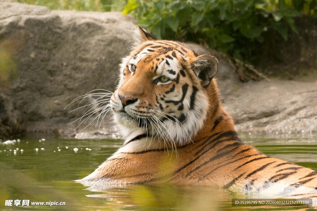 水中休憩的孟加拉虎