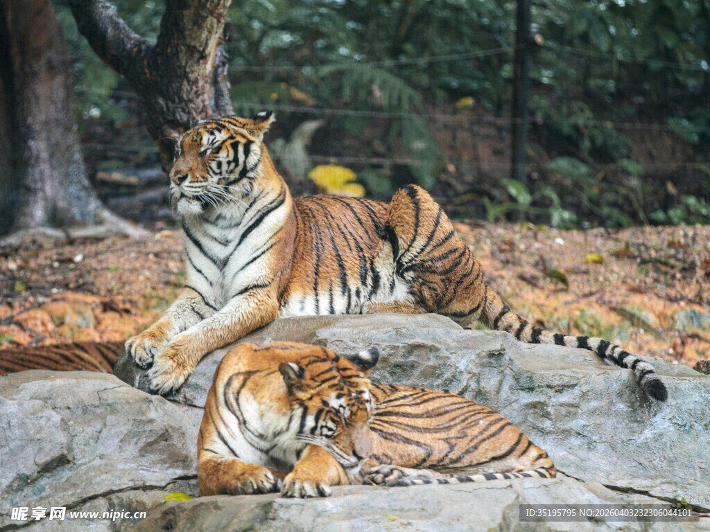 林中双虎与幼崽